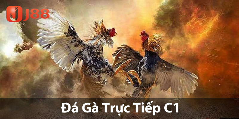 Đá gà trực tiếp C1